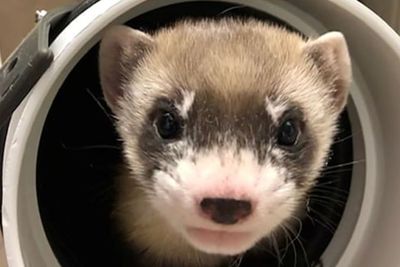 Fakta Elizabeth Ann, Musang Kaki Hitam Kloning Pertama di Dunia Genap Berusia 1 Tahun