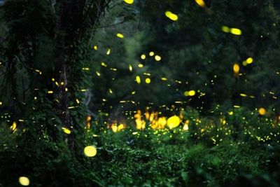 Kunang-Kunang Kini Sulit Dijumpai, Terancam Punah Gegara Cahaya Lampu Rumahan