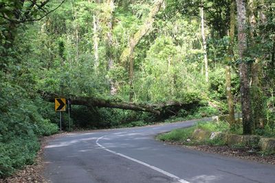 Jalur Cangar, Tempat Angker di Jawa Timur Bikin Orang Ingin Tersesat!