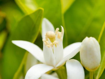 Dianggap Bunga Kuntilanak, Ternyata Bunga Kantil Juga Bisa Menjadi Penangkal Bahaya!