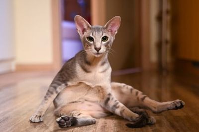 Tidak Berbulu Lebat, 4 Kucing Ini Justru Dijual dengan Harga Lebih Mahal Hingga Miliaran!