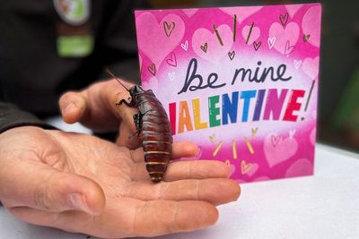 Cara Unik Merayakan Valentine, Namai Kecoa Piaraan dengan Nama Mantan Kamu