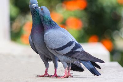 Asal Usul Burung Merpati Jadi Lambang Cinta, Kerap Jadi Dekorasi di Hari Valentine