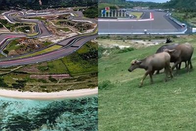 Mandalika Sirkuit Terindah di Dunia: Nonton MotoGP Sambil Melihat Kawanan Kerbau Merumput