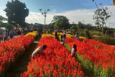 Dulunya Lahan Kosong Tak Terawat, Kini Jadi Taman Bunga Mirip di Luar Negeri