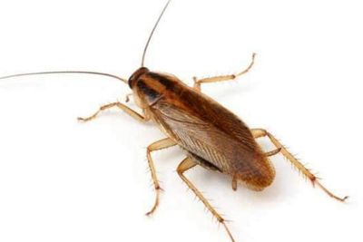 Kecil dan Kuat, Kecoa Ternyata Mampu Bertahan Hidup dari Radiasi Nuklir!