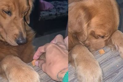 Menggemaskan! Anjing Ini Berdoa Dulu Sebelum Makan, Langsung Hap Begitu Selesai Amin