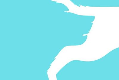 Tes Kepribadian: Moncong atau Ekor Anjing yang Pertama Kali Kamu Lihat?