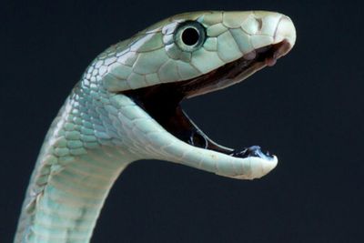 Ditakuti Banyak Orang, Ini Fakta Black Mamba yang Bisa Membunuh Manusia dengan Racunnya!