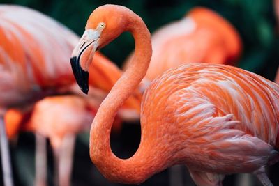 Lahir dengan Warna Abu-abu, Mengapa Flamingo Bisa Berubah Warna ke Merah Muda?