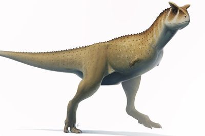 Peneliti Temukan Tengkorak Dinosaurus Aneh Berusia 70 Juta Tahun di Argentina