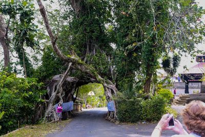 Misteri Pohon Bolong di Bali, Benarkah Pantang Dilewati Calon Pengantin?