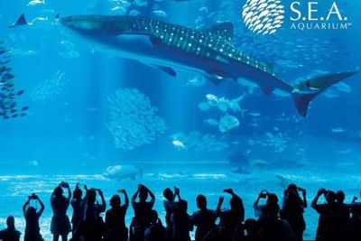 4 Akuarium Terbesar di Dunia yang Wajib Dikunjungi, Salah Satunya Ada di Singapura