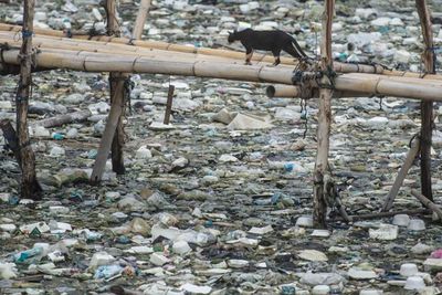 Walhi Nilai Anies Gagal, Kini Kondisi Sampah di Jakarta Disebut Makin Buruk