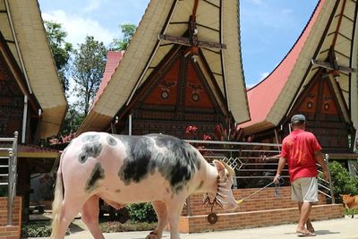 Kerbau Rp1 Miliar di Toraja, Tinggalnya di Istana Bak Raja! Apa Istimewanya?