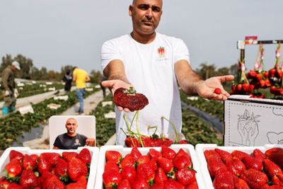 Petani Israel Ini Pecahkan Rekor Dunia Usai Hasilkan Stroberi Terberat