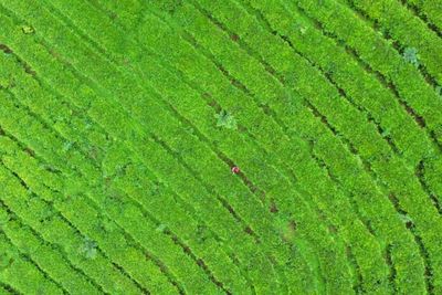 Mirip Taman Labirin di Luar Negeri, Ini Kebun Teh Wonosari Lokasinya di Malang!