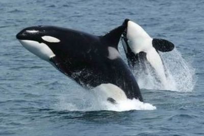 Demi Merawat Anak dan Cucu, Paus Orca Betina Harus Bertahan Hidup Selama 90 Tahun Lamanya!