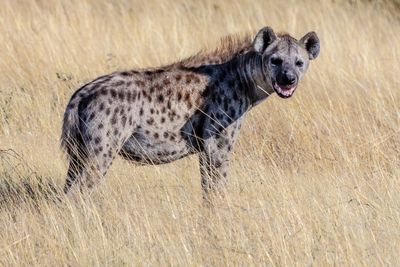 Fakta dan Mitos: Apakah Hyena Benar-benar Bisa Tertawa?