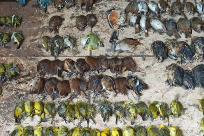 Misterius, Ratusan Ekor Burung di Pasar Ini Mati Mendadak!