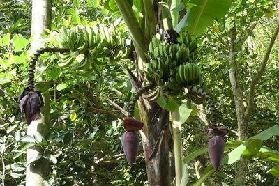 Heboh Pohon Pisang Bertandan Tiga di Jepara, Benarkah Bisa Usir Roh Jahat?