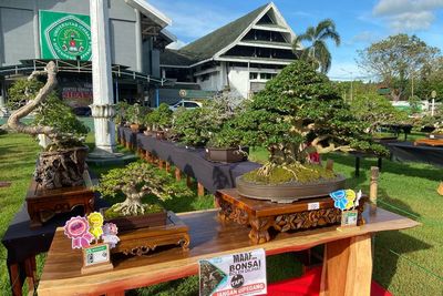 Ini Wujud Pohon Bonsai Harganya Setengah Miliar Rupiah!