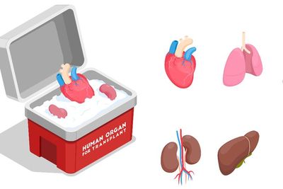 Desainer Indonesia Diduga Jual Beli Organ Manusia, Polri Koordinasi Dengan Polisi Brasil