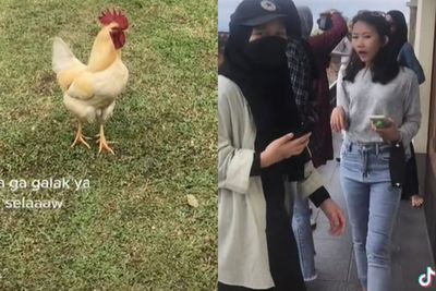 Ini Ayam Jantan Agresif yang Kejar Cewek-Cewek di Vila Puncak: Dia Nyari yang Good Looking