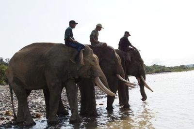 Kasus Jual Beli Kawasan Hutan Habitat Gajah Sumatera, Polda Bengkulu Turun Tangan