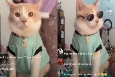 Viral Kucing Jualan Baju dan Kacamata Live Online Jadi Model, Pasrah Diunyel-unyel