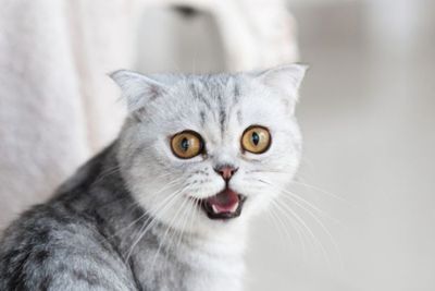 Kucing Rusia Dapat Sanksi Dampak Invasi Ukraina: Tak Boleh Ikut Kontes