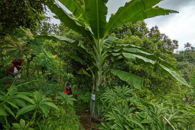 Pisang Raksasa Viral di Ponorogo, Namanya Aladin Tinggi 4 Meter!