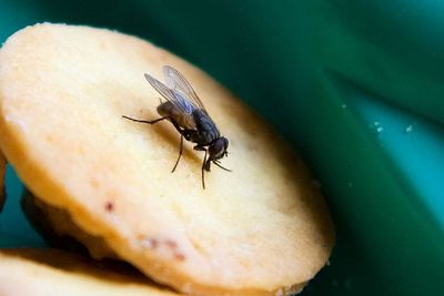 Jangan Biarkan, Hal Ini yang Dilakukan Lalat Jika Hinggap di Makanan Kita