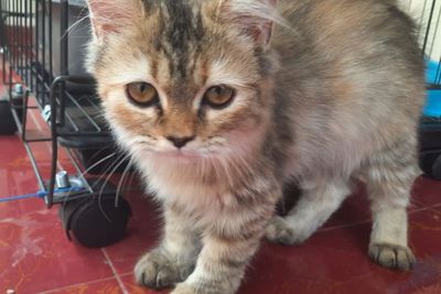Jangan Ngasal, Ini 5 Hal yang Perlu Diperhatikan Jika Ingin Pelihara Kucing