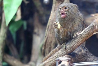 Kera Terkecil di Dunia Ternyata Ada di Indonesia, di Sini Letaknya!