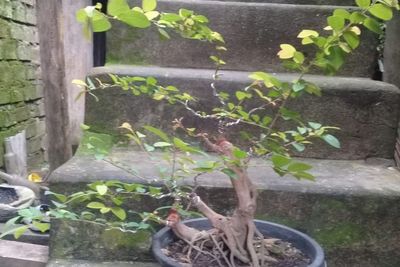 Ide Bisnis! Buat Bonsai Cuan Ratusan Ribu Cuma Modal Internet