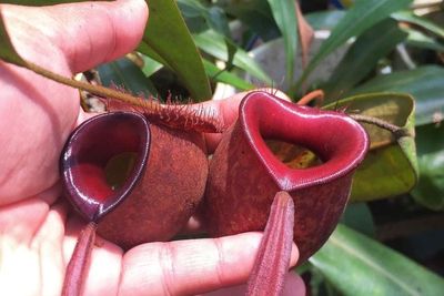 Sempat Diremehkan, Mantan Dosen di Riau Cuan Puluhan Juta dari Tanaman Langka Ini