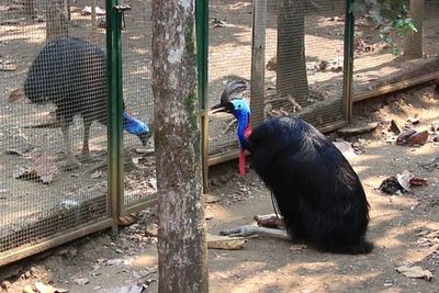 Burung Terbesar di Dunia Punya Sayap tapi Gak Bisa Terbang, Ada di Indonesia!
