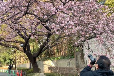Sakura Mulai Bermekaran di Jepang, Ini Taman Terbaik untuk Menikmatinya