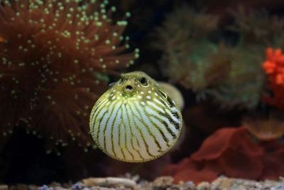Terlihat Lemah, 5 Hewan Laut Ini Bisa Berbahaya Jika Kamu Temukan di Tepi Pantai