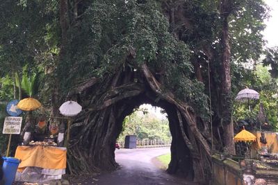 Air Terjun dan Pohon Keramat, Ini Hidden Gem di Negara Bali yang Jarang Dikunjungi