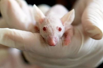 Fakta Ilmiah: Ilmuwan Membalikkan Penuaan Tikus Pakai Teknik Peremajaan Sel