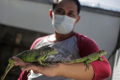 Bisnis Ternak Iguana Ternyata Menghasilkan Cuan, Sebulan Omzetnya Rp24 Juta