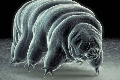 Tardigrade, Salah Satu Spesies Terkecil yang Tidak Memiliki Organ Pernapasan