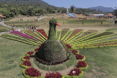 Ada Merak Raksasa di Taman Bunga Terbesar di Bali, Cantiknya Seperti di Luar Negeri