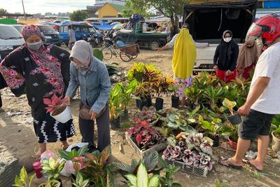 Ada-ada Saja! Beli Tanaman di Pasar Ini Harus Antre dan Rebutan Sejak Pagi