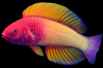 Cantik! Ini Ikan Spesies Baru yang Ditemukan Peneliti di Maldives, Namanya Bagus Banget