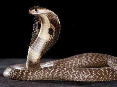 Tak Gentar, 5 Hewan Ini Sangat Antusias untuk Memangsa Ular Berbisa!