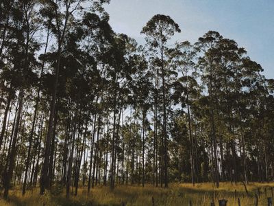 Perayaan 21 Maret, Hari Hutan Internasional: Kesadaran Akan Pentingnya Semua Jenis Hutan