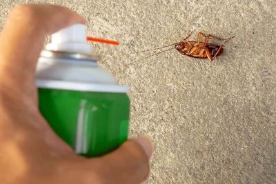 Faktanya Membasmi Kecoa Pakai Insektisida Justru Makin Buat Kecoak Lebih Kuat Loh!
